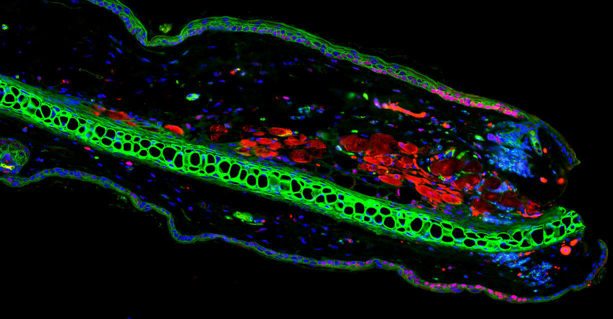 Fluoreszenzmikroskopie zeigt eine Ohrmuschel mit Schnittwunde (rechts). Die Hautzellen nahe der Wunde gehen rasch in einen Zustand der Seneszenz über (angezeigt durch die rote Färbung)