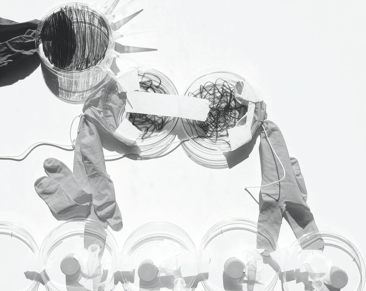 Projekt The Virus Stories We Carry